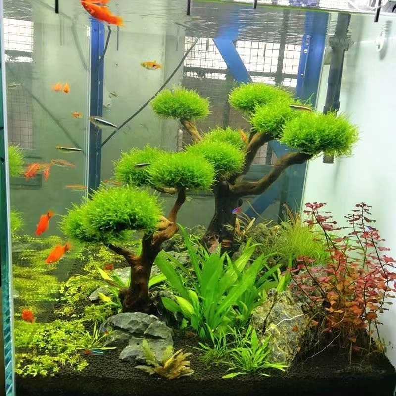 Aquarium Driftwood - Fish tank greening wood frame planting