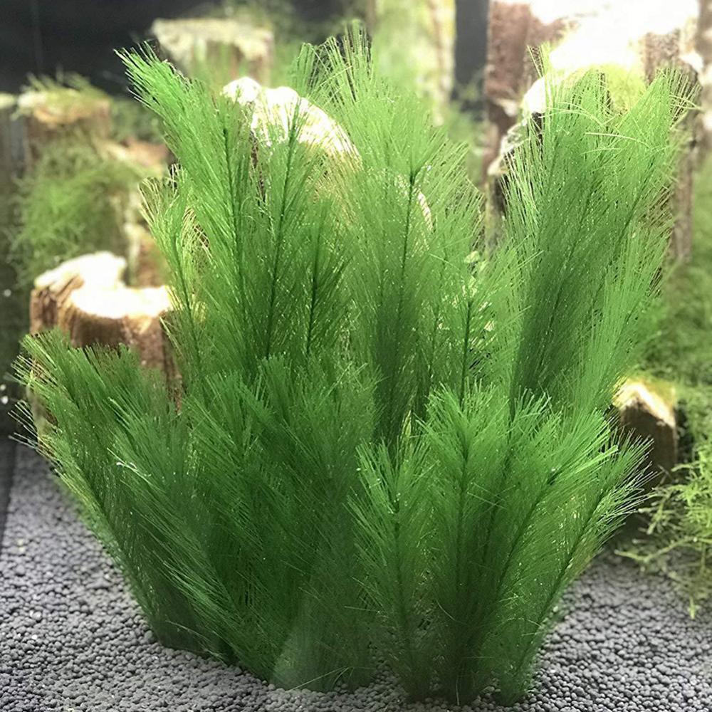 1/3Pcs 28/40cm Aquarium Fish T - Aquarium Plants Live 评论和价格