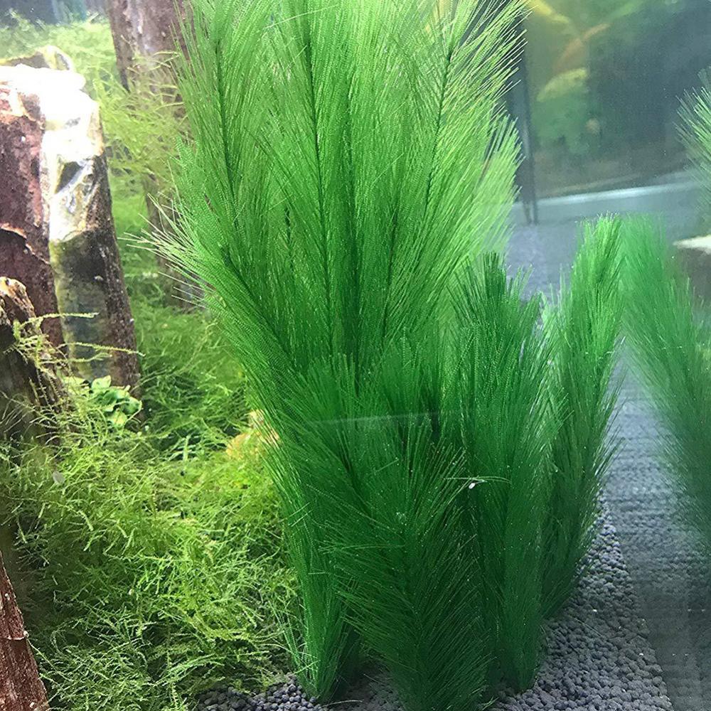 1/3Pcs 28/40cm Aquarium Fish T - Aquarium Plants Live 评论和价格