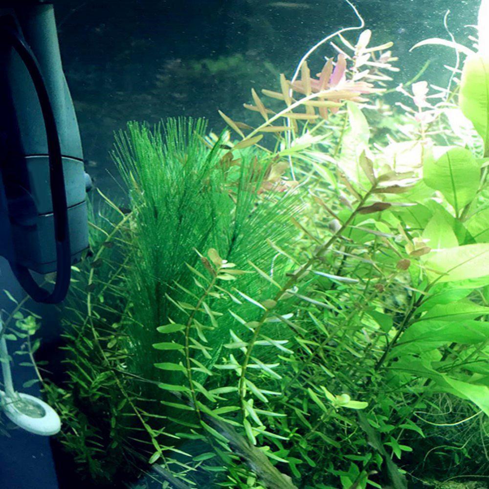 1/3Pcs 28/40cm Aquarium Fish T - Aquarium Plants Live 评论和价格