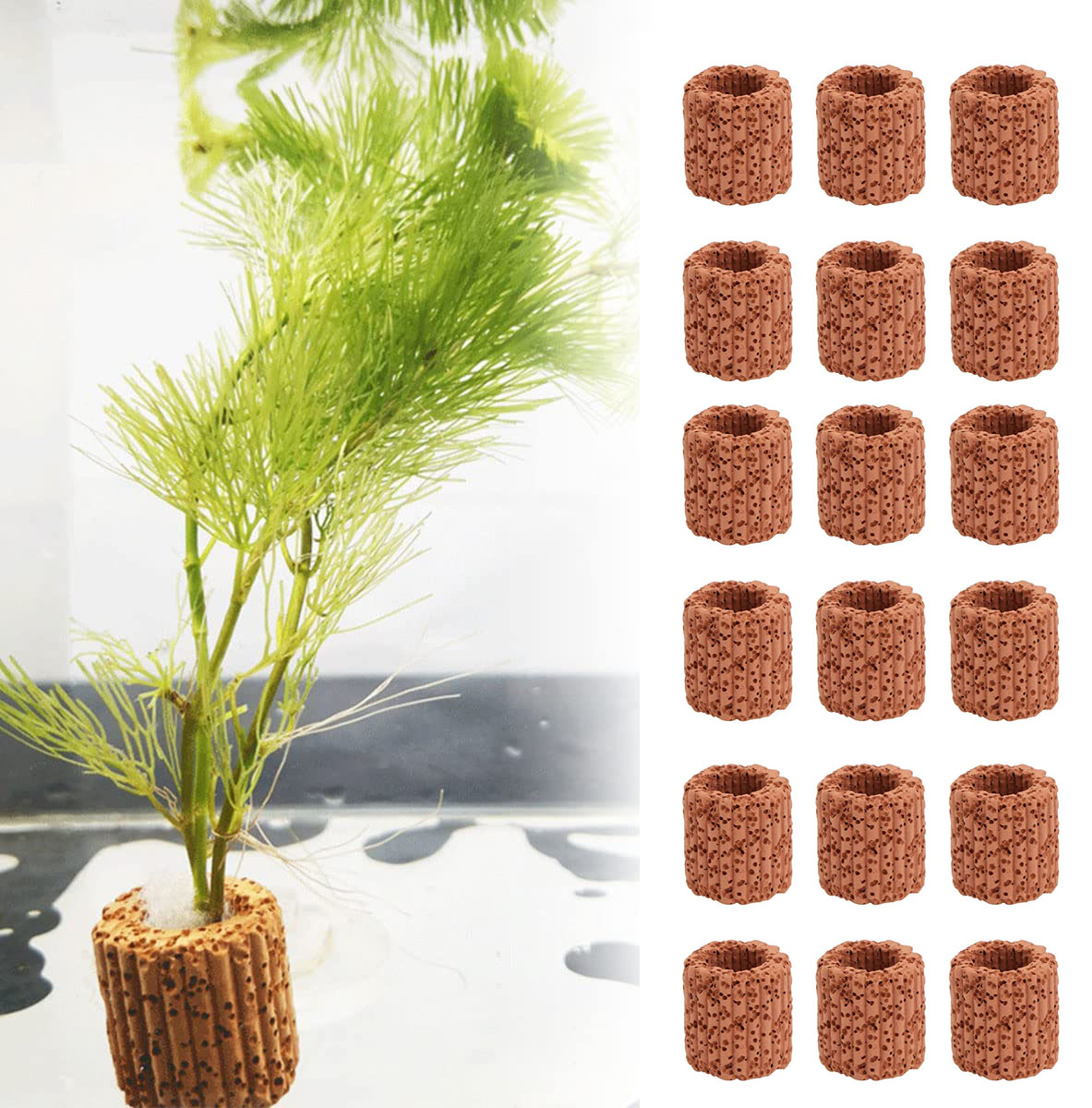 10/20Pcs Aquatic Water Plant F - Aquarium Plants Live 评论和价格