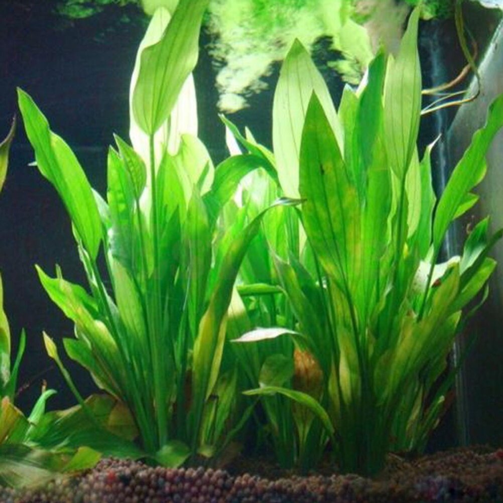 15cm Artificial Aquarium Decor - Aquarium Plants Live 评论和价格