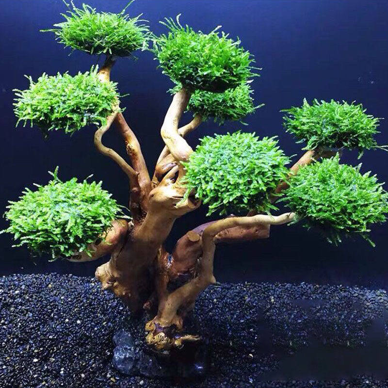 Fish tank greening wood frame  - Aquarium Driftwood 评论和价格