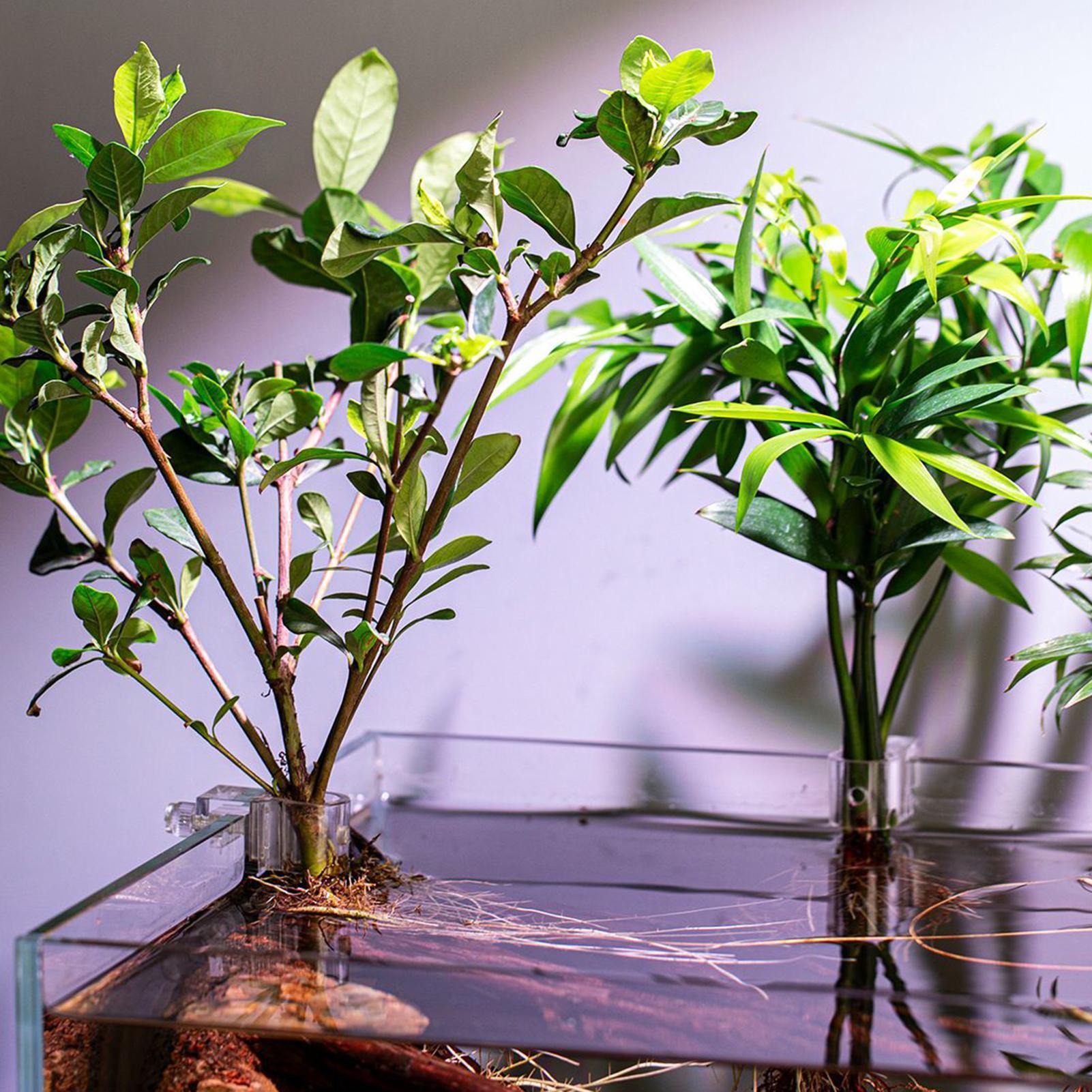 Mini Fish Tank Planter Pot 6Pc - Aquarium Fertilizer 评论和价格