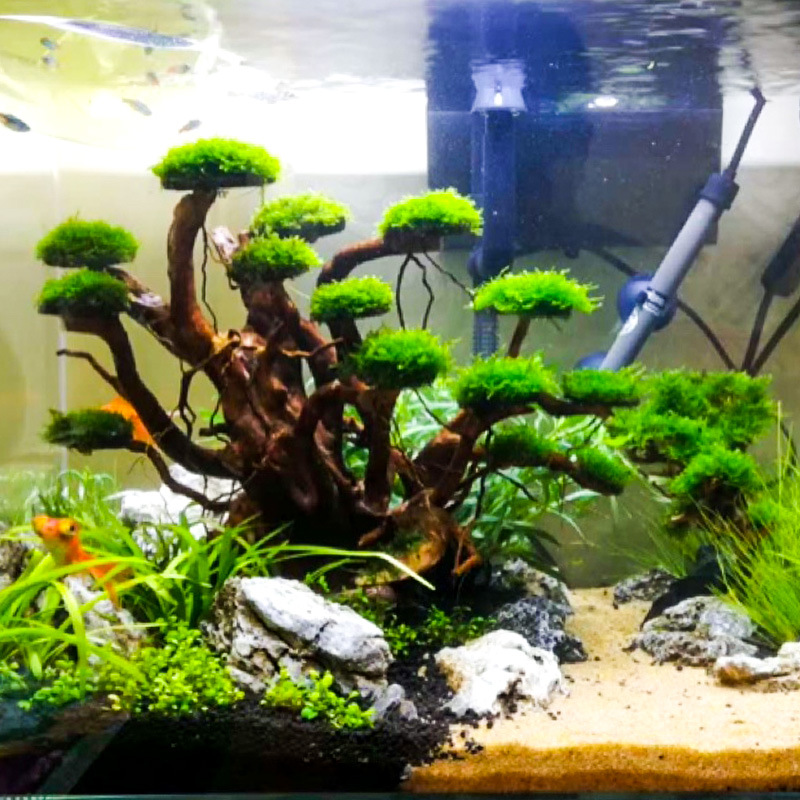 Aquarium Landscaping Moss Tree - Aquarium Moss 评论和价格