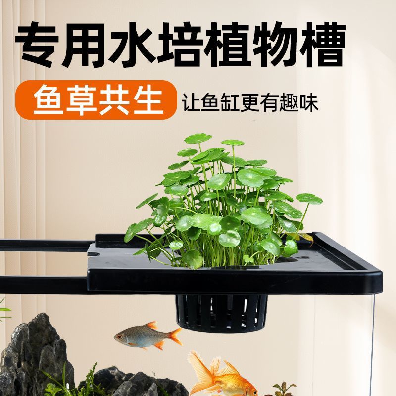 Fish tank living room with aqu - Aquarium Plants Live 评论和价格